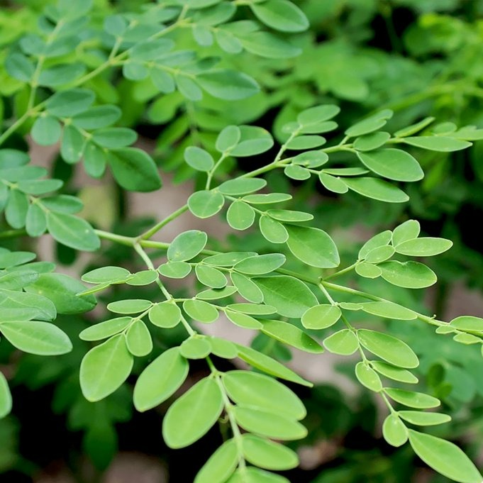 Organic Dried Moringa Leaves (2oz)