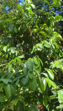 Load image into Gallery viewer, 100 Organic Dried Soursop Leaves
