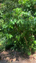 Load image into Gallery viewer, 100 Organic Dried Soursop Leaves
