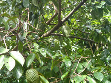 Load image into Gallery viewer, 100 Organic Dried Soursop Leaves
