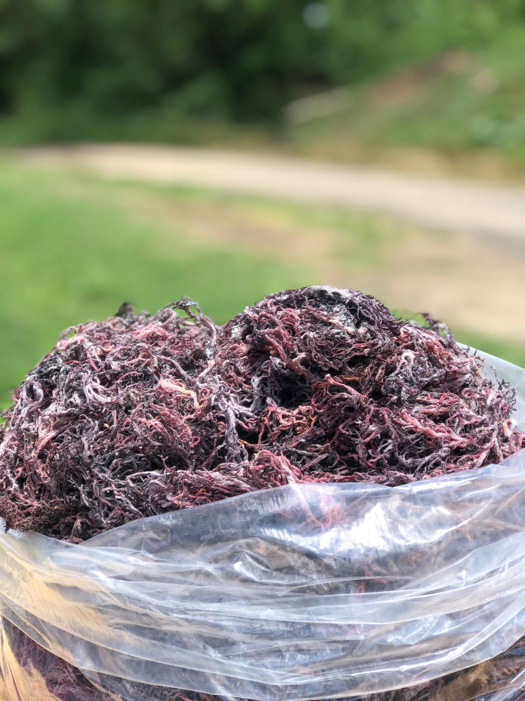 (4.1) WHOLESALE PURPLE SEAMOSS 100/lb