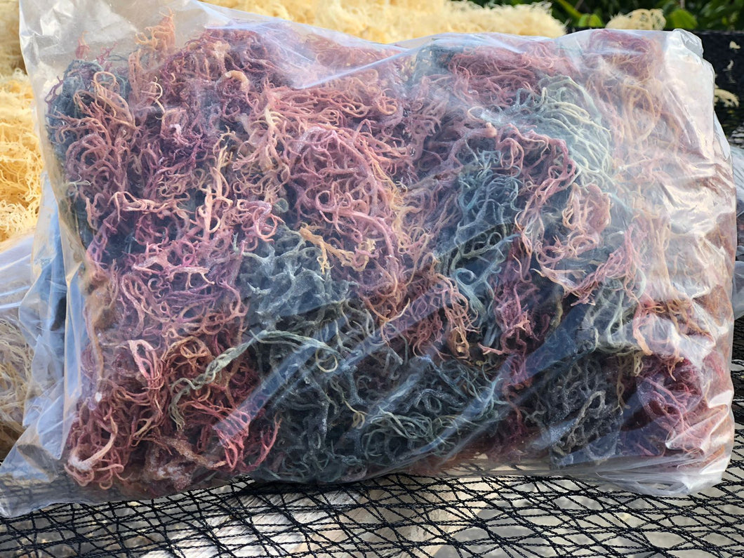 (1.1) Organic Multicolored Seamoss 1lb/(16oz)