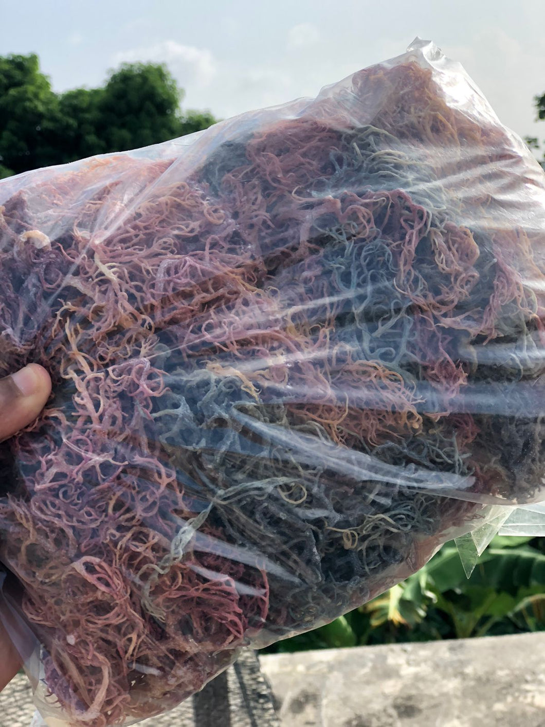 (3.2) WHOLESALE BEST VALUE DEAL : Organic Multicolored Seamoss 20lb