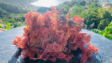 Load image into Gallery viewer, (2.1) Organic Multicolored Seamoss 5lb.
