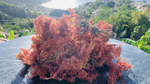 Load image into Gallery viewer, (4.2)WHOLESALE Organic Multicolored Seamoss 100lb
